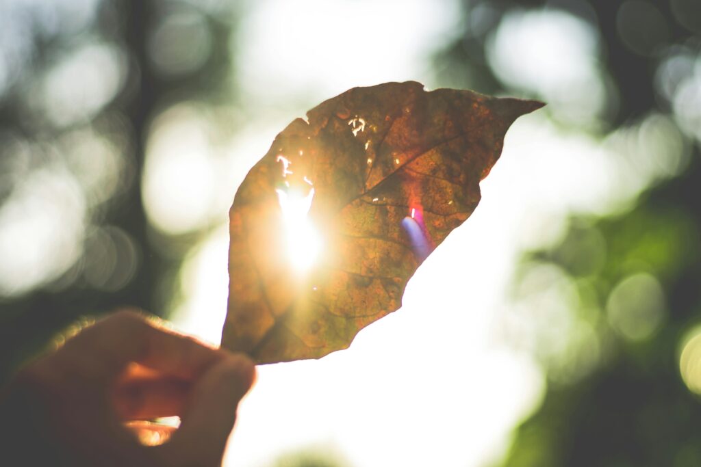 Sunlight beams through a dry leaf, creating a beautiful bokeh effect in a natural setting.