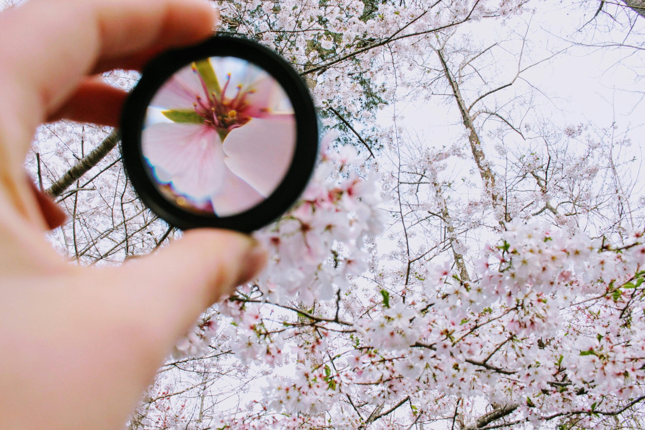 A unique view of cherry blossoms in spring through a magnifying lens outdoors.